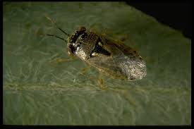 Image result for Canthium bugoyense