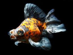 Otherwise, telescope goldfish eat the same food and require the same care as other typed of goldfish, but you must be careful that telescopes do not get bullied all the time by comet goldfish. Goldfish Aquafood