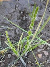 Image result for Elytrophorus spicatus