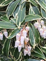 Image result for Pieris