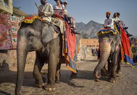 Camels swim long distances in the sea to reach the grazing areas —usually more than 3 km cause of all those elephants in scotland. Holiday Attractions You Need To Avoid Peta Uk