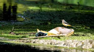 In an average year in the u.s. Wildlife Over Waste Environment America