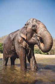 Check spelling or type a new query. Elephant Drinking Water From A River By Mauro Grigollo Safari Elephant