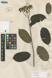 Image result for Hunteria zeylanica