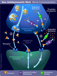 Serotonin is widely known for its role in mood regulation. Serotonin Uses And Side Effects Studiousguy