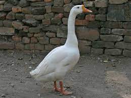 Maybe you would like to learn more about one of these? What Is A Female Goose Called Trivia Answers Quizzclub