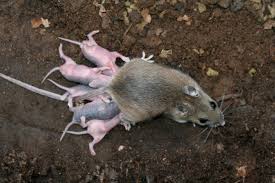 Took her home, dried her off. Field Mouse With Babies Photo Michael Walker Photos At Pbase Com