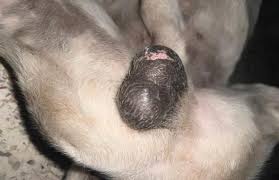 Image result for scrotum dog skin peeling