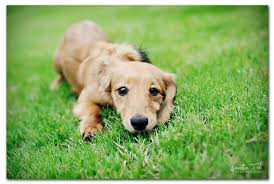 Search both national and local ads of puppies & dog breeders from the comfort of your own home. Dachshund Puppies North Georgia The Y Guide