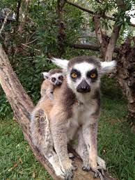 My, what big eyes you have m. Have You Ever Seen A Baby Lemur Today I Will Tell You About This Little Animal With Big Eyes