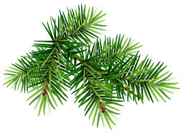 10 large christmas tree/evergreen branches. Christmas Fir Tree Branch Illustration Vector 03 Free Download