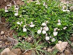 Image result for Stachys pseudonigricans