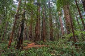 We did not find results for: National Parks Traveler Checklist Redwood National And State Parks