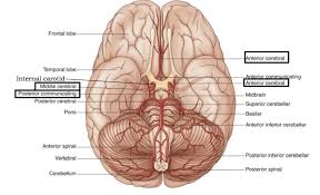 Posterior communicating a internal carotid а. 35 Label The View Of The Inferior Surface Of The Brain Labels Database 2020