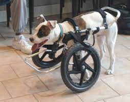 If it's the front legs that are affected, you'll have to explore other options. Guaranteed Fit Custom Made Pet Wheelchair Ruff Rollin Dog Wheelchair Disabled Dog Support Dog