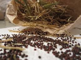 That means that its seeds will breed true to type. How To Get Seeds From Broccoli Ground To Ground