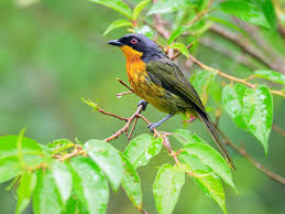 Image result for Parochetus africanus