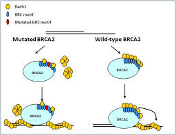 Image result for BRCA2