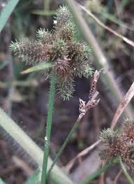 Image result for Fuirena ciliaris