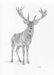 Kelvin okafor, from tottenham, has scooped a number of national awards and exhibited at galleries across the country. Stag Deer British Wildlife Limited Edition Art Pencil Drawing Etsy Deer Drawing British Wildlife Deer Sketch