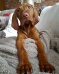 Vizsla Breed Information, Characteristics & Heath Problems ...
