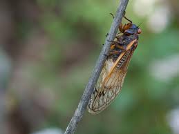 No pgp = not cicada. Cicadas Fall Prey To A Psychedelic Producing Fungus That Makes Their Butts Fall Off Smart News Smithsonian Magazine