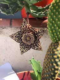 Agua abundante y ponte gotas para lubricar el ojo (hay muchas marcas), estas son ligeramente alcalinas y neutralizan el acido del cactus. Ojo De Dragon Cactus Y Suculentas Ojo De Dragon Cactus