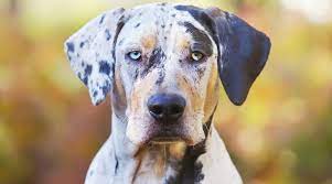 Jun 23, 2021 · the dalmatian is one of the most popular black and white dog breeds (although there are also brown varieties). Spotted Dog Breeds 21 Different Pups With Spotted Coats