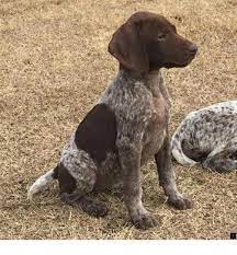 It's also free to list your available puppies and litters on our site. Discover Curious Gsp Puppy Grooming Germanshorthairedpointersworld Gspasta Germanshorthairedpointerfunny Chien Braque Allemand Chien Pointeur Beaux Chiens