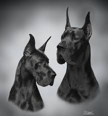 Jun 29, 2021 · browse thru great dane puppies for sale near indianapolis, indiana, usa area listings on puppyfinder.com to find your perfect puppy. Velocity Great Danes