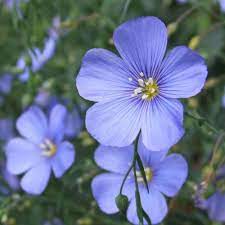 Check spelling or type a new query. 10 Jenis Bunga Warna Biru Ini Bisa Jadi Primadona Di Taman Rumah