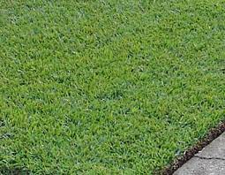 Centipede Grass Lawns Centipede Grass Turf Grass Growing Grass