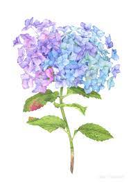 Hydrangea Flower With Watercolor On Behance Hydrangea Painting Watercolor Hydrangea Hydrangea Flower Pictures