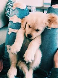 Maybe you would like to learn more about one of these? Royal Pet Grooming Brooklyn The Y Guide