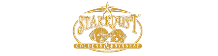 She is very responsible with regard to breeding healthy dogs. About Us Starrdust S Golden Retrievers Havanese