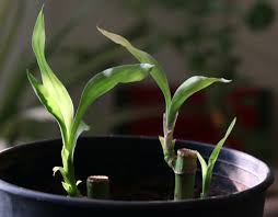 To give your bamboo clean water from the tap, try leaving a cup or bowl out all night so the chlorine will dissipate, and then water it in the morning. Cutting Lucky Bamboo To Trim It Or Start New Plants Lovetoknow