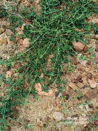 Image result for Polycarpon prostratum