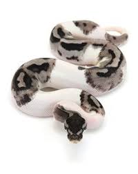 Axanthic Black And White Ball Python Piebald Ball Python Google Search Ball Python Pet Snake Ball Python Morphs