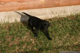 Black lab, fox red lab, charcoal lab, chocolate lab, yellow lab, silver lab, charcoal lab, champagne lab puppies for sale in mn. Labrador Retriever Puppies Price 300 00 For Sale In Pine River Minnesota Best Pets Online