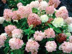 Hydrangea macrophyllas, commonly known as 'big leaf hydrangeas', are ideal for almost any shade setting & are prized for its large flowers and dense foliage. Hydrangea Sun Or Shade Diy