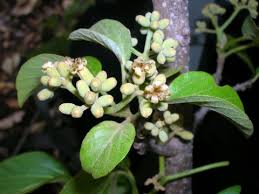 Image result for Cordia