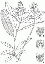 Image result for Ozoroa