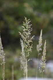 Image result for Rytigynia celastroides