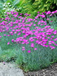 Image result for Dianthus