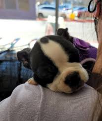 Maybe you would like to learn more about one of these? Pet Supplies Plus Annapolis Md Pet Supplies