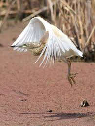 Birds Of South Africa Gauteng Squacco Heron Ardeola Ralloides At Marievale Nature Reserve Gauteng South Africa Heron South Africa Nature Reserve
