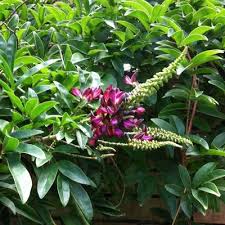 Image result for Millettia drastica