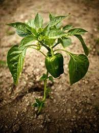 Pepper plants are brittle and need support as they grow; Issues With Peppers Troubleshooting Problems Growing Peppers