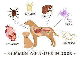 Image result for scabies dog ear