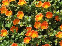 Check spelling or type a new query. Orange Succulents Orange Flowering Succulents My Coffee And Conversation Flowering Succulents Succulents Sedum